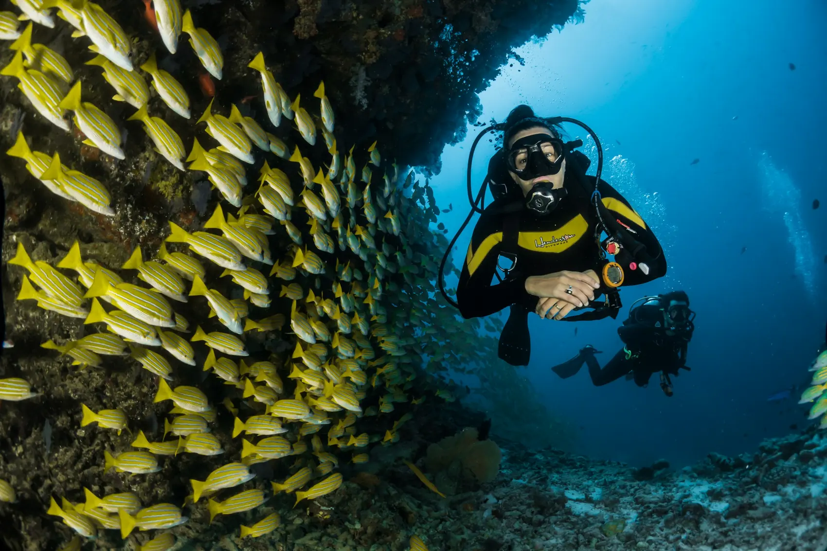 A diver beside a dense school of yellow snapper on a reef.