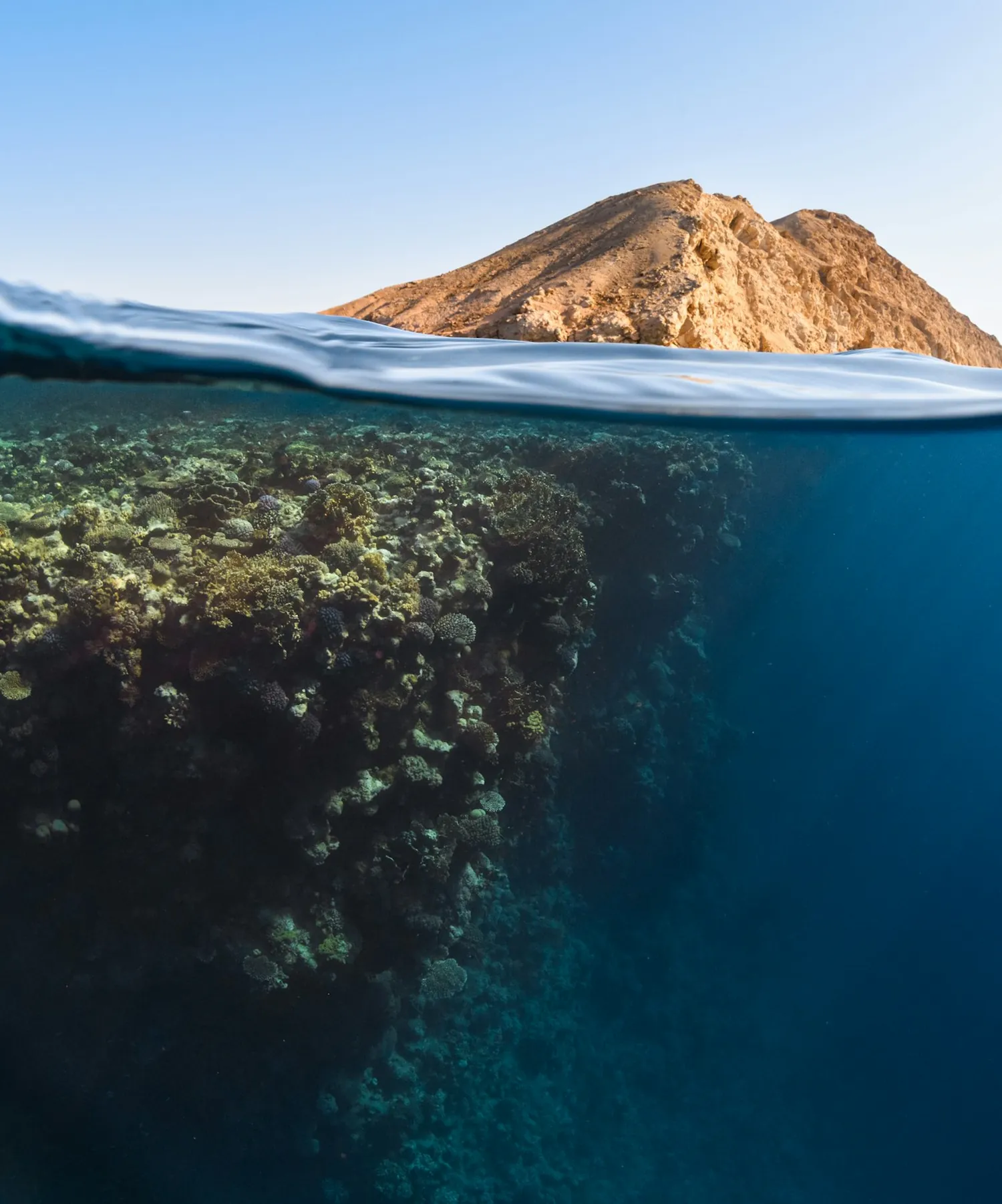 The water line seen from just below: an island and open sky above the surface, a coral wall dropping away into the blue beneath it.